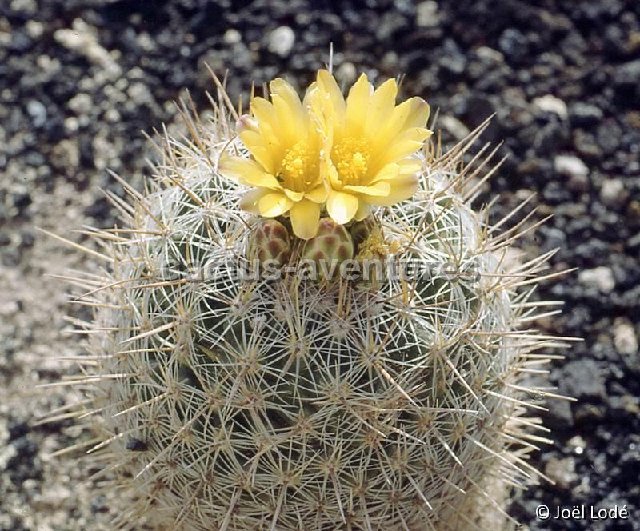 Thelocactus conothelos aurantiacus ©JL -020